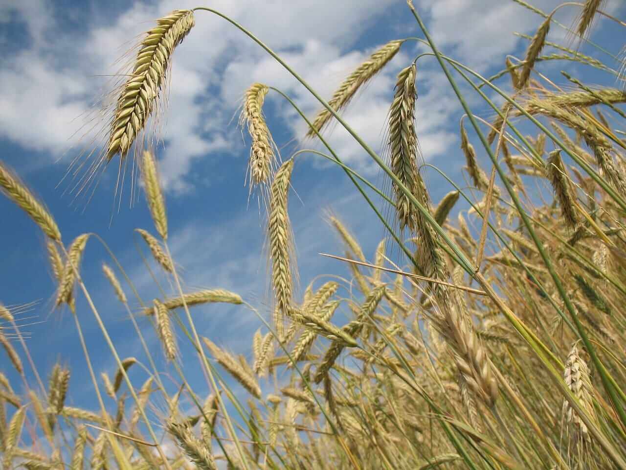 Wheat Falling Back Early on Monday