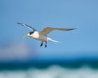 First Australian mass mortality event suspected as deadly bird flu virus rapidly escalates among native birds