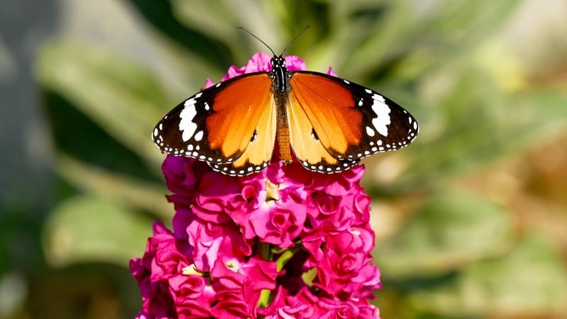 Butterflies seek new habitats as climate changes - study