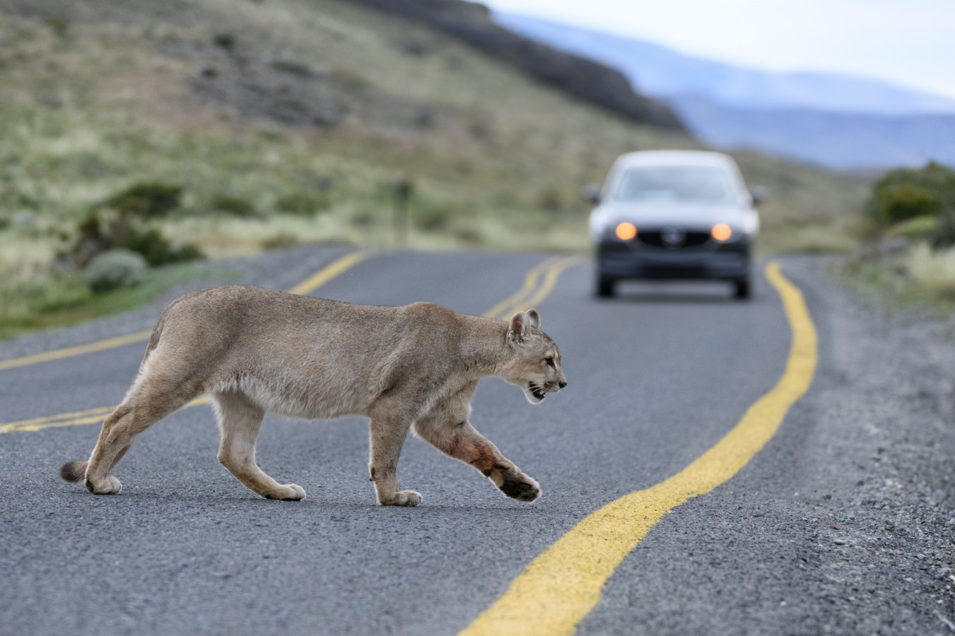 Large predators reduce car accidents by keeping deer off roads