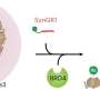 Restoring the silenced Friedreich's ataxia gene through unconventional means