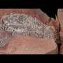 Ancient armored fish that narrowly avoided meteorite strike reveals life before Earth's largest mass extinction