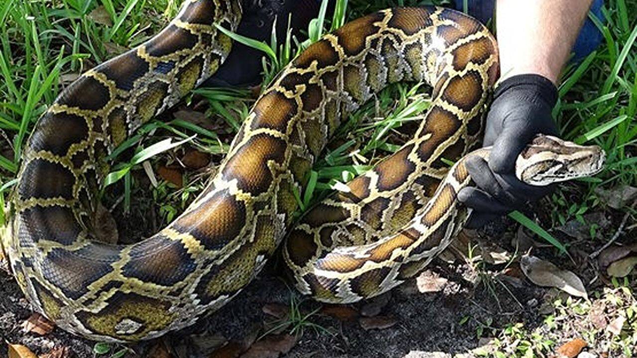 When a district in Florida's Everglades used robot rabbits to eliminate Burmese pythons