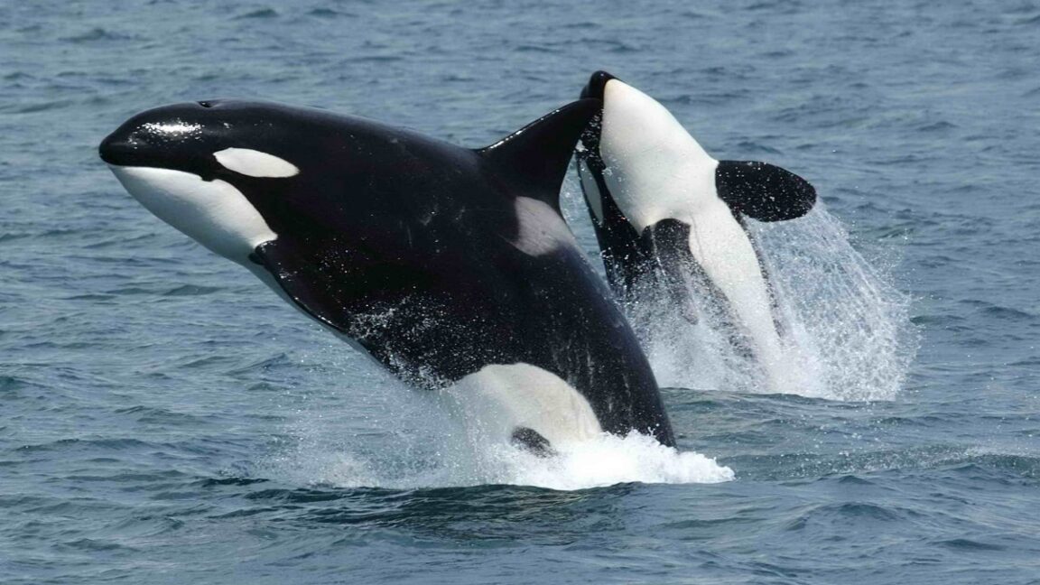 Watch orcas ram a sunfish so hard it explodes