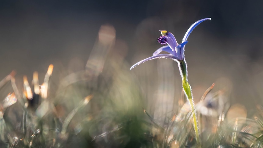 'A pot of gold' as small orchids delight avid hunters