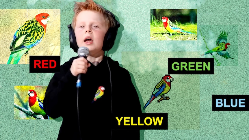 The secret formula that makes Eastern Rosellas the perfect earworm