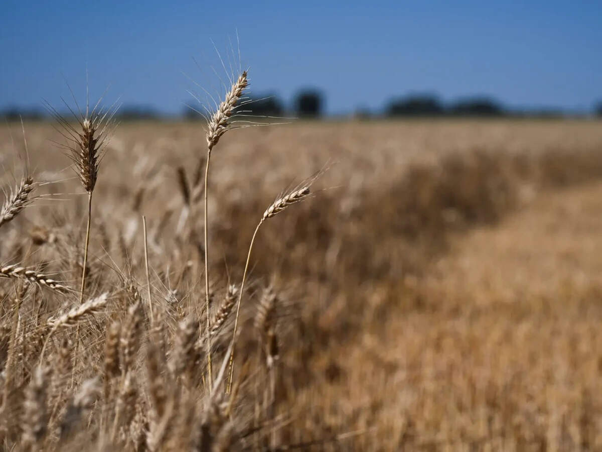 BRICS weighs Russia’s grain exchange plan; digital platform for farm produce trade mooted
