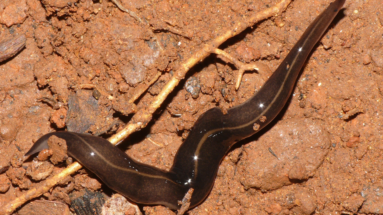 Predatory flatworm released in Samoa in 1990s linked to native snail extinctions