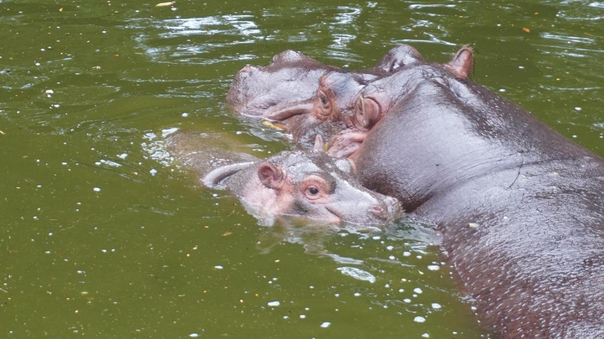 Hippo calf born at Bannerughatta Biological Park