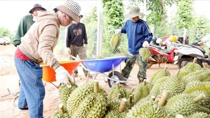 Resolution 36 streamlines durian export procedures