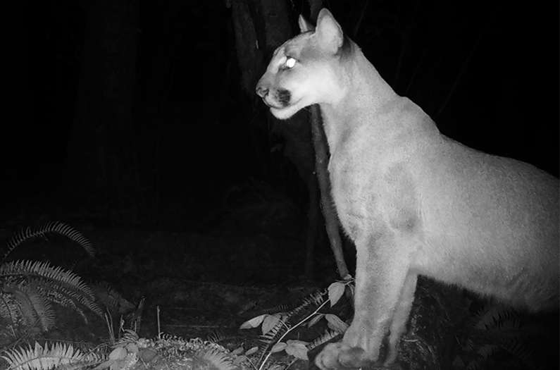 Everyone’s afraid of mountain lions. The data says be afraid of deer instead.