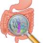 Reshaping the gut microbiome can boost chemotherapy delivery to tumors
