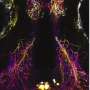 Study suggests a shared logic of sensory processing across vertebrate brains