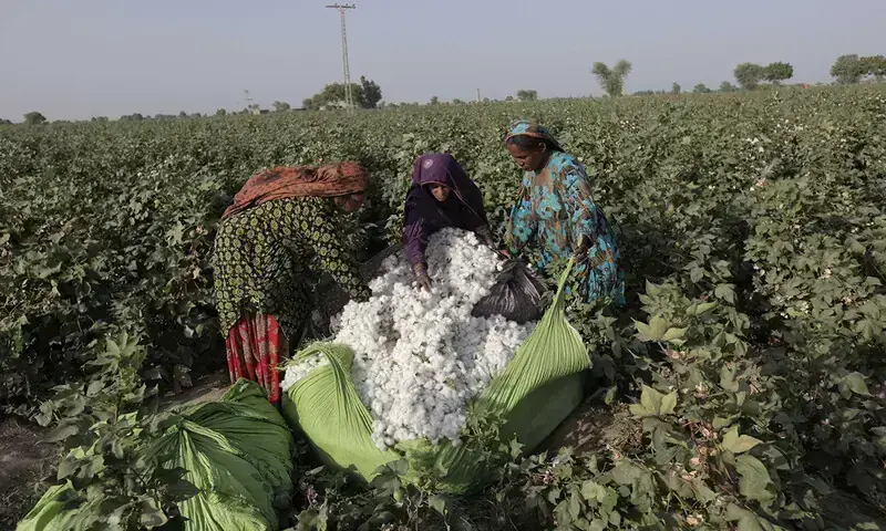 Despite obstacles, phutti arrivals hit 1.1m bales