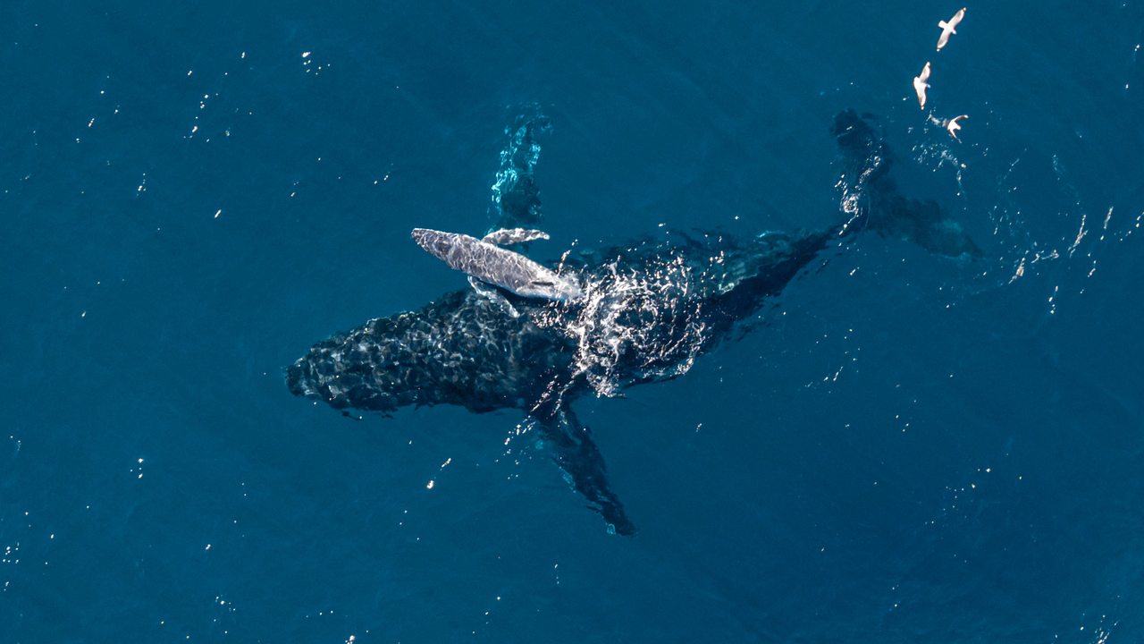'It's incredibly rare to see a moment like this in the ocean': Camera drone captures moment humpback whale gives birth off Australian coast