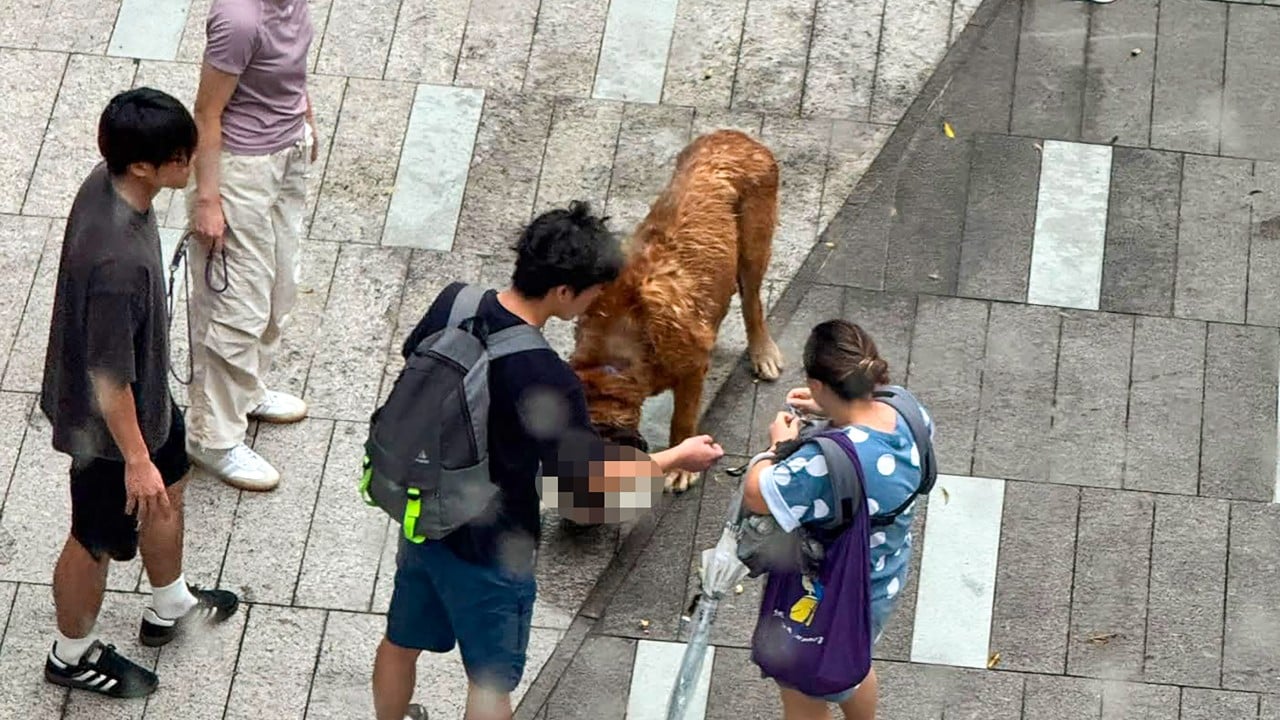 Hong Kong considering euthanising large dog after fatal attacks on 2 pets