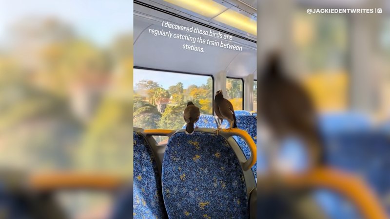 Myna birds filmed taking the train like regular Sydney commuters