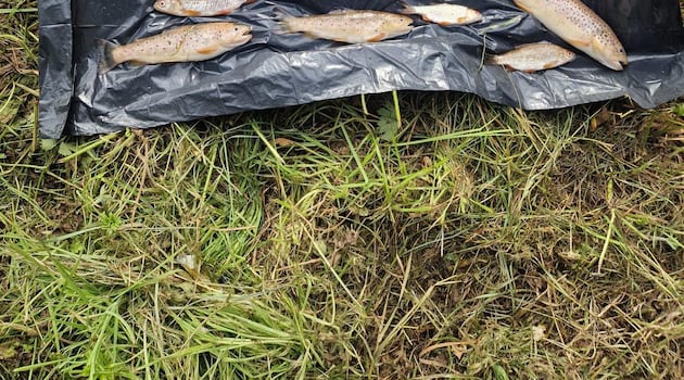 ‘Significant’ fish kill in Cavan river being investigated by several official bodies