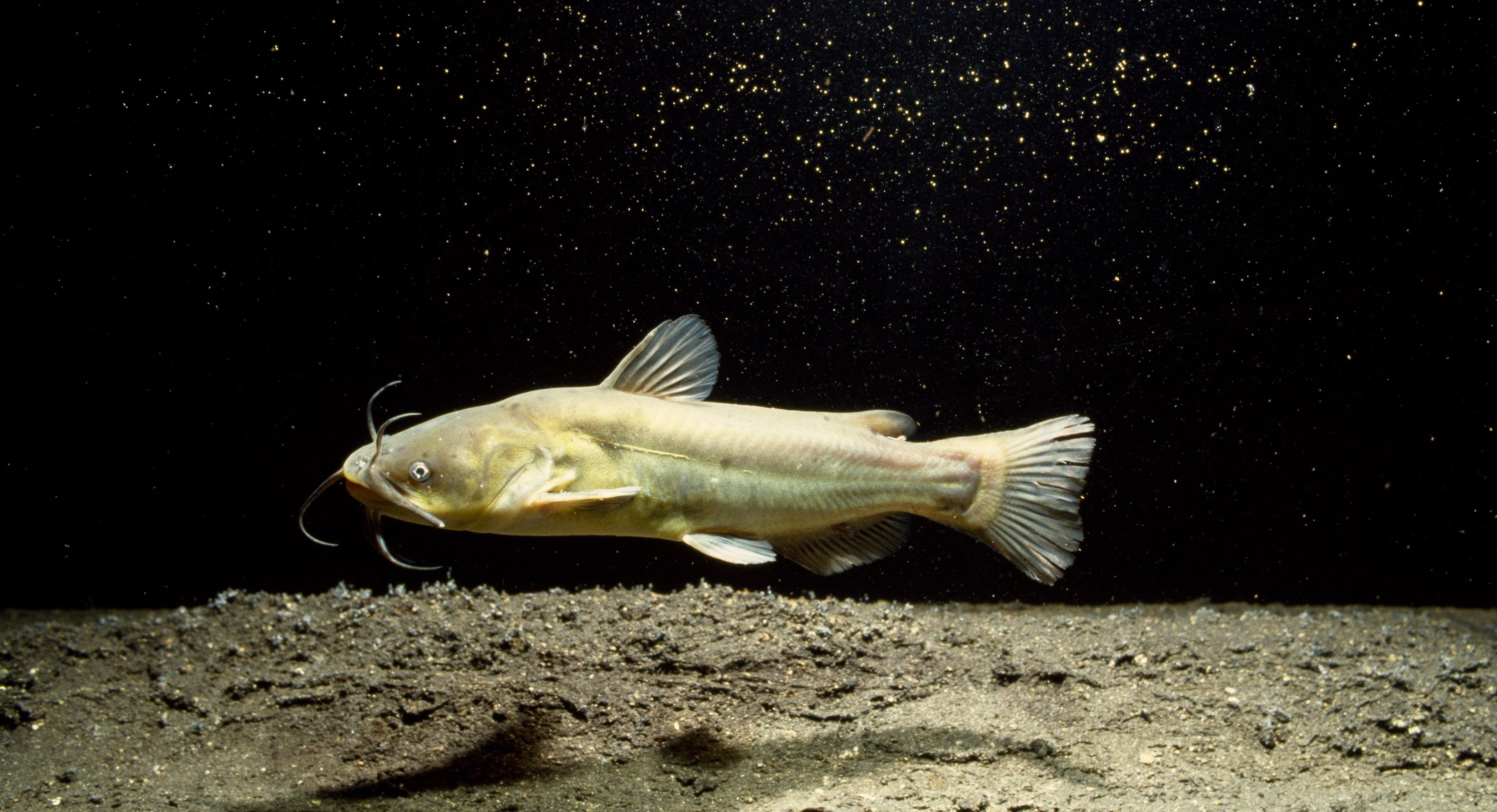 Contagious Cancer Found in North American Catfish