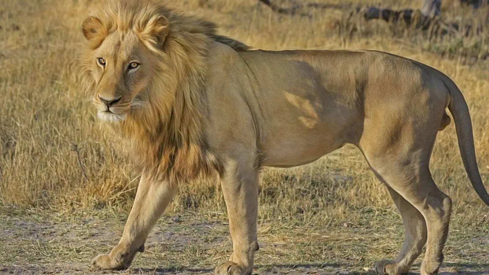 25 lion trackers deployed on Mt. Girnar; 15 more sanctioned for Shetrunjay Hill