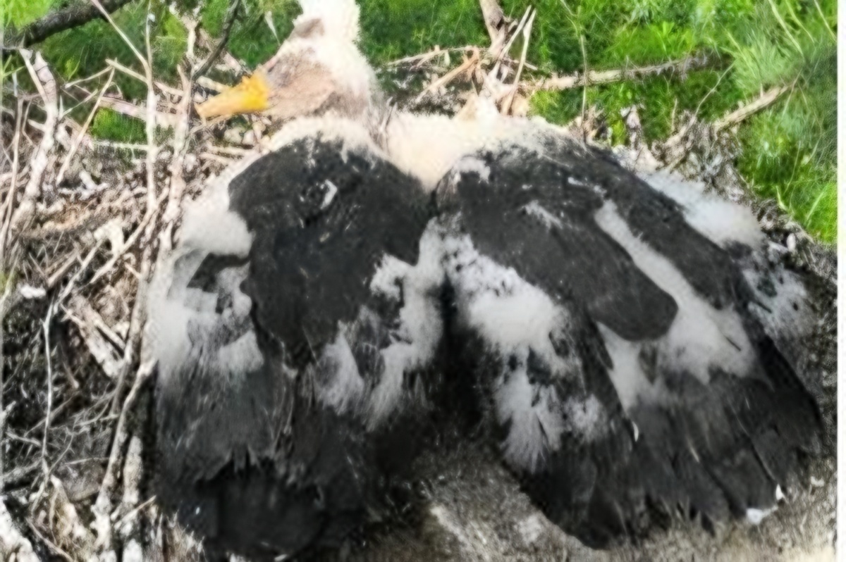 Korea, Mongolia partner to bring back endangered bird after 5-decade absence