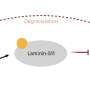 Cancer cells hijack a fatty acid to escape immune attack in liver metastases