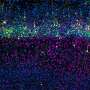Early split in brain precursors creates two neuron lineages, mouse study finds