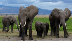 Cyanide in tomato pesticide killed 15 elephants, Kenyan officials suspect