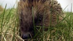Hedgehog road deaths 'devastating' populations