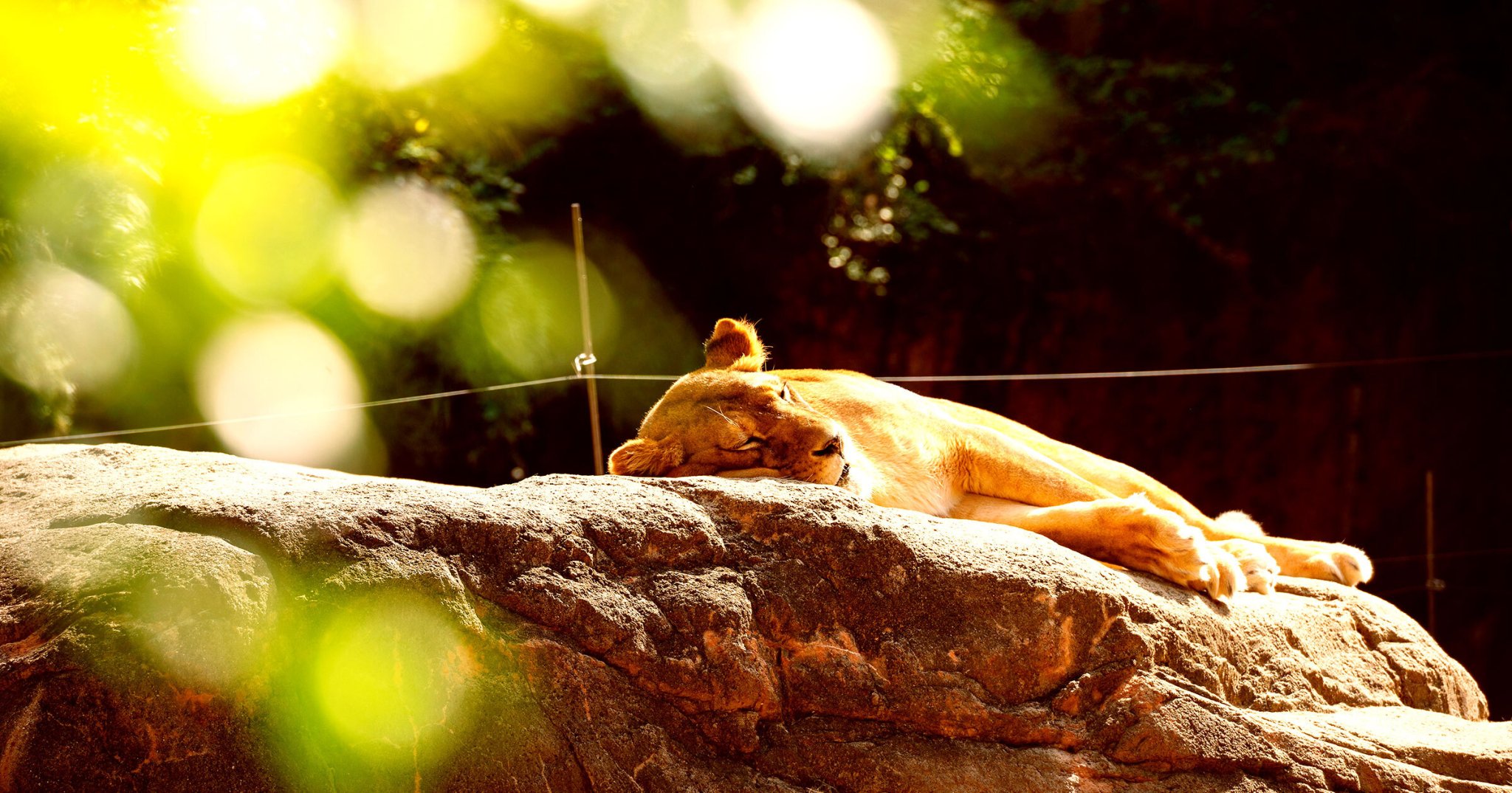 It’s So Hot in Japan That Zoo Animals Are Dropping Dead