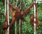For parents staring down the barrel of six weeks’ childcare: take a tip from orangutans | Helen Pilcher