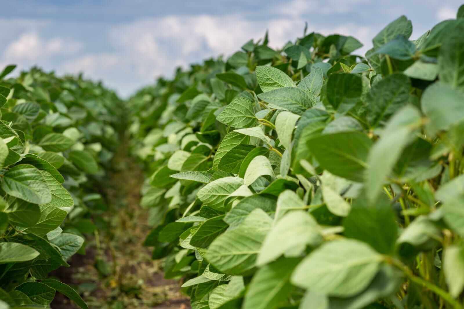 Soybeans Rally on Monday, with Condition Ratings Slipping