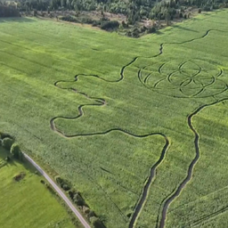 Saaremaa was planted with a Saaremaa‑shaped cornfield
