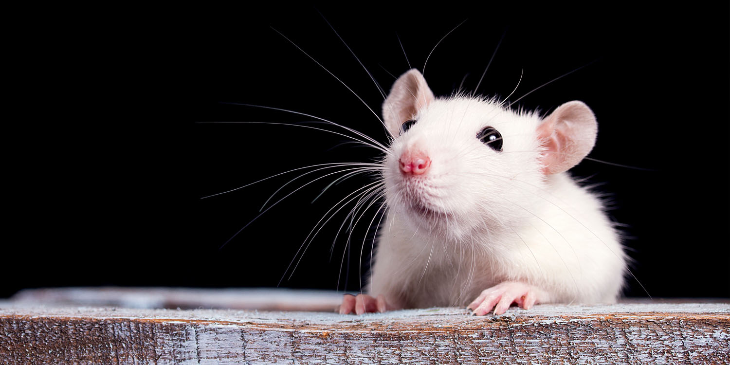 Animal studies suggest that reproductive behavior fully recovers after puberty-blocking treatment ends