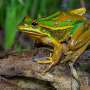 We can help frogs beat a deadly disease. But can they still reproduce?