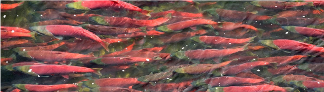 David E. Kelley & Norcross Productions Launch Live Migrations Nature Series, ‘The Great Sockeye Migration’