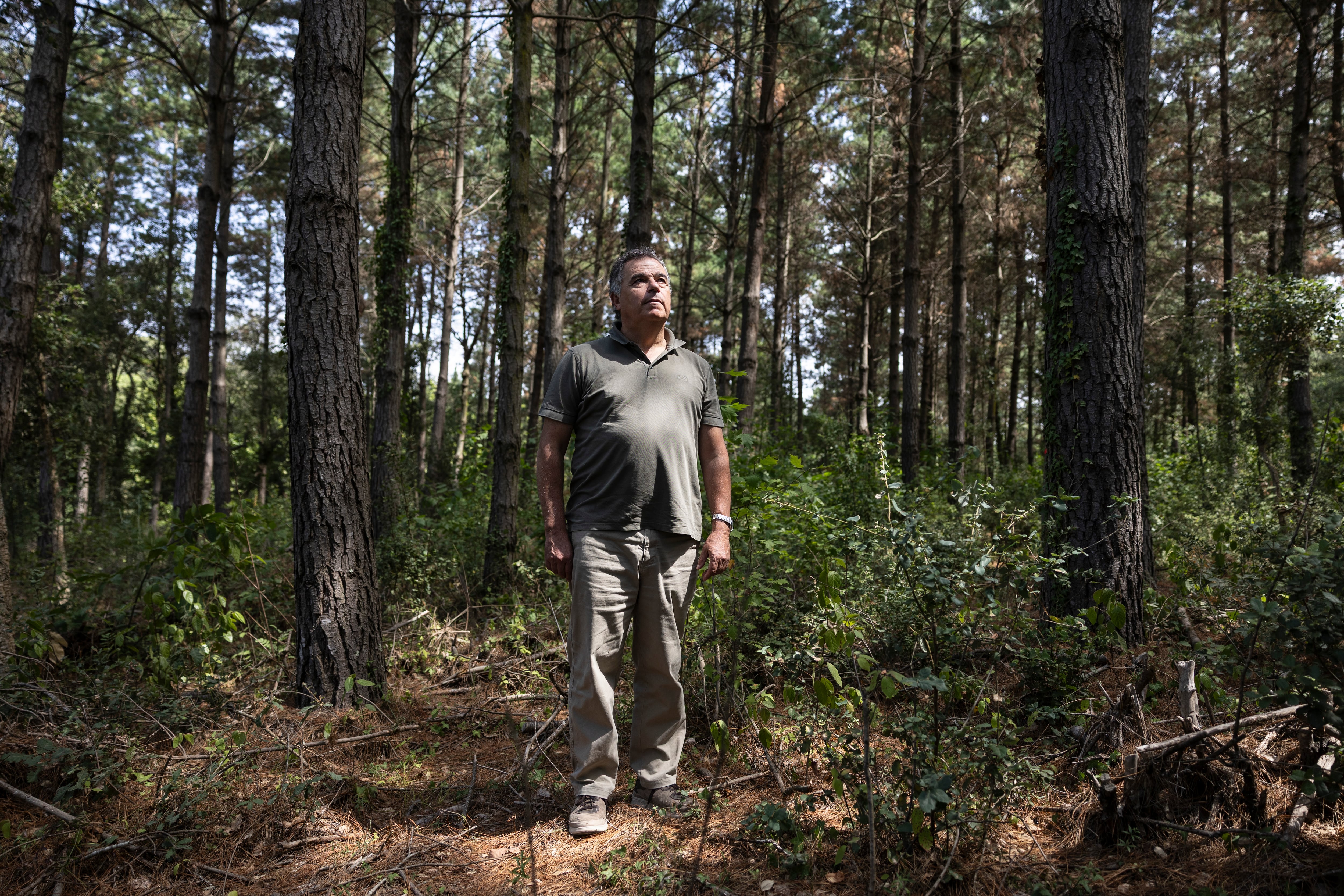 The lack of incentives to take care of forests and prevent fires in Spain: “It is more profitable to do nothing”