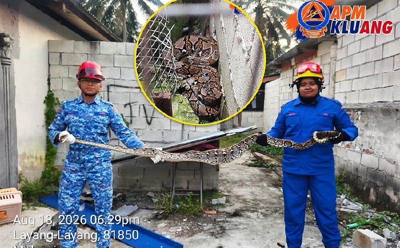 Civil Defence Force personnel capture python which swallowed pet cat
