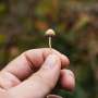 Study finds sustained benefit for people using Oregon psilocybin services