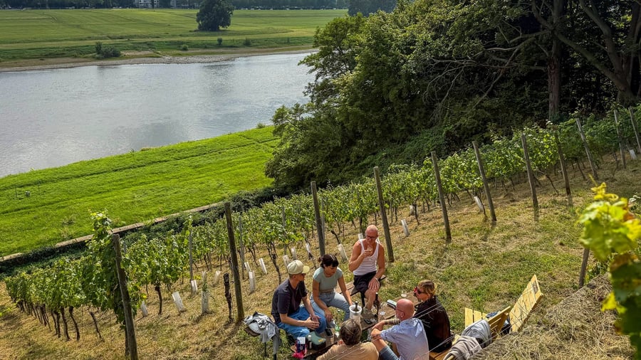 Wine tourism in Saxony: Bubbly or cudgel: Through the vineyards of the Elbland