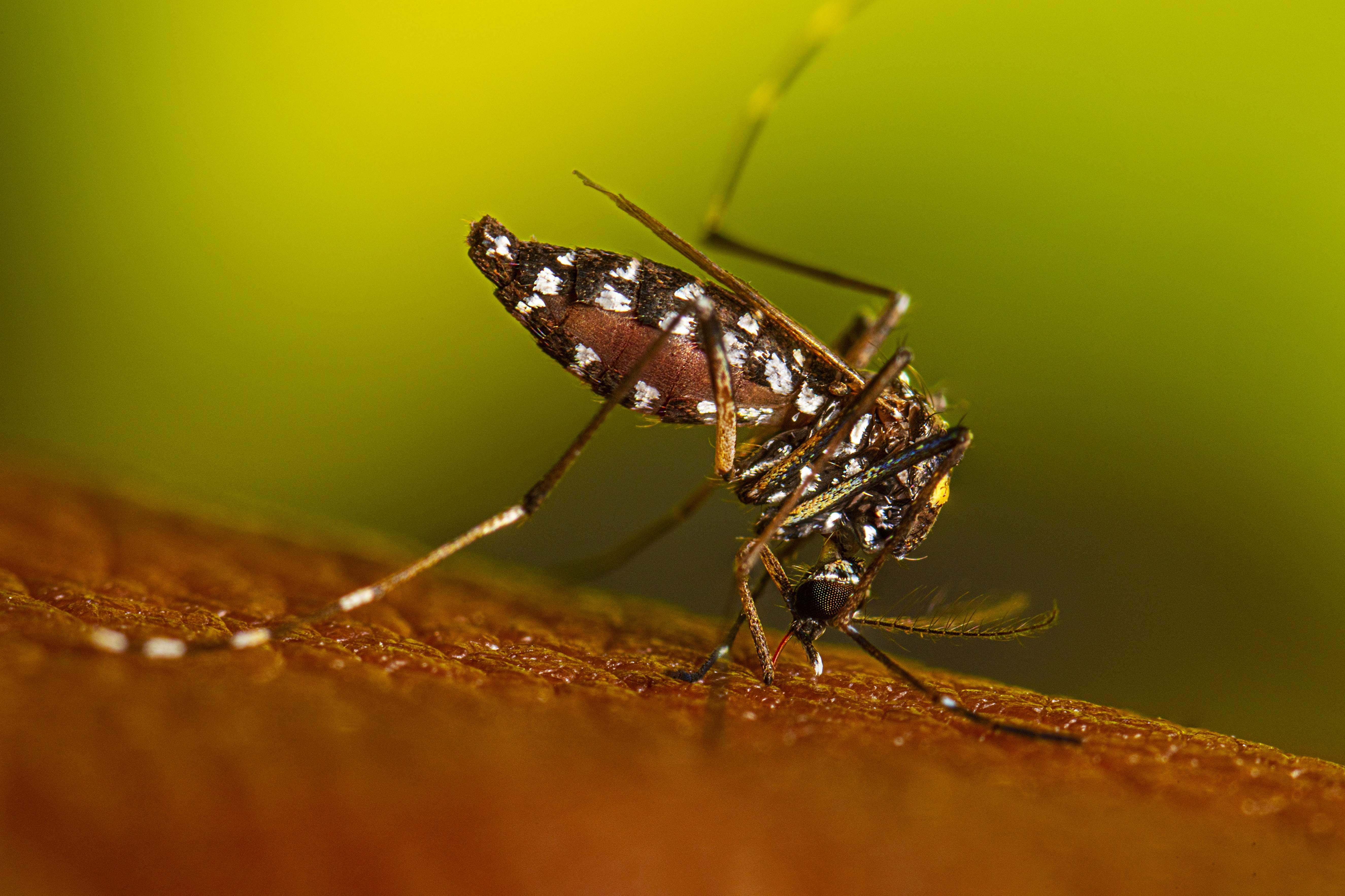 ‘Aggressive’ Asian tiger mosquito found in Niagara Region