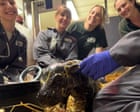 Toronto zoo announces birth of pygmy hippo calf, third for mother Kindia