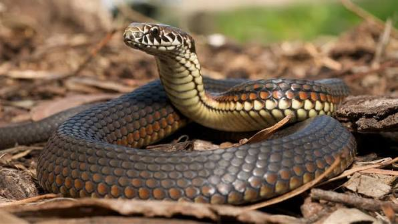 Aussie snakes have 5 spine zones, necks just 7-12 vertebrae long