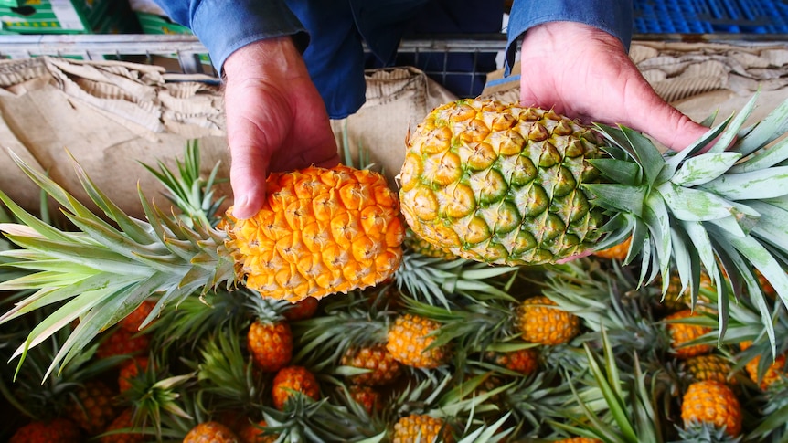 Pineapple growers raise biosecurity concerns as Asian imports considered