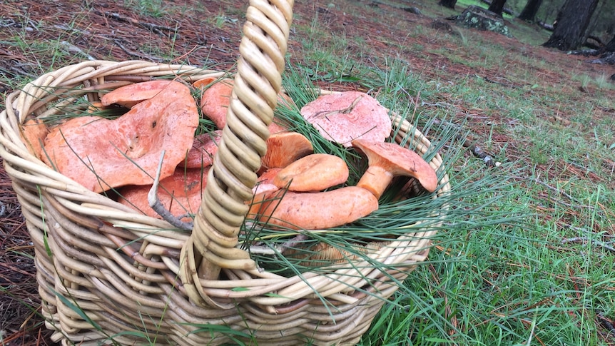 Foragers concerned as ID apps misidentify toxic mushrooms