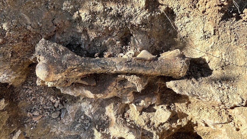 Ancient bone-crunching Territory thylacine femur uncovered near Alice Springs
