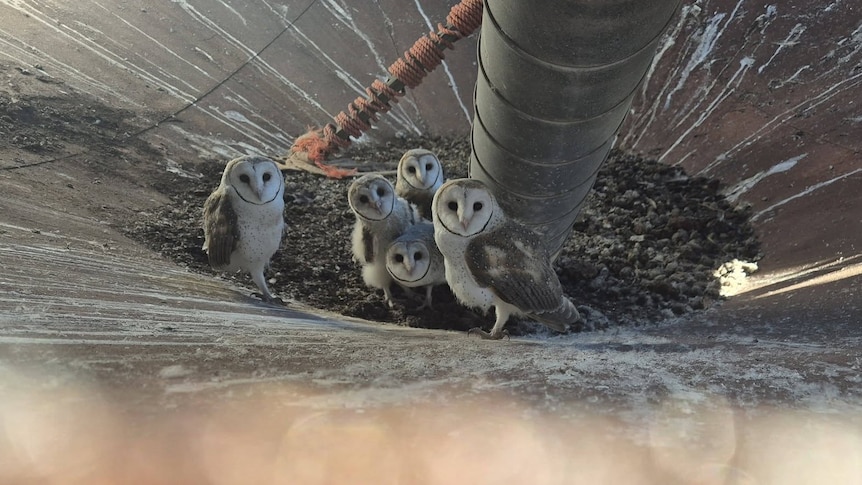 'Rare and beautiful': Owl population booms following mouse plague