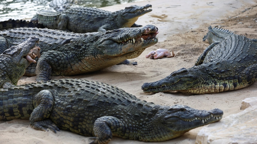 Israel's 'Alligator Alcatraz' prison moat plan challenged in the courts