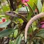 Evolutionary process behind live birth in lizards uncovered