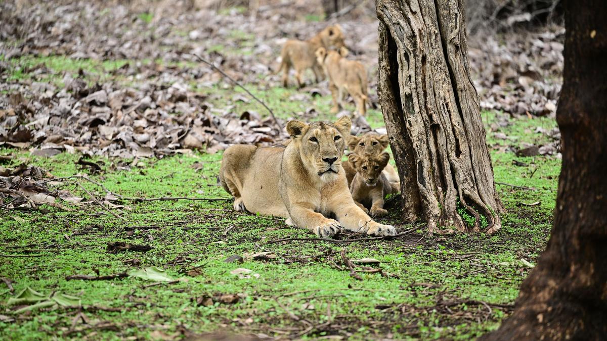 The road ahead for the Asiatic lion
